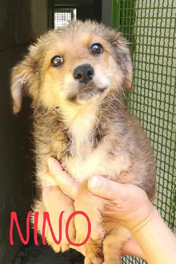 Nino, Taglia Piccola!