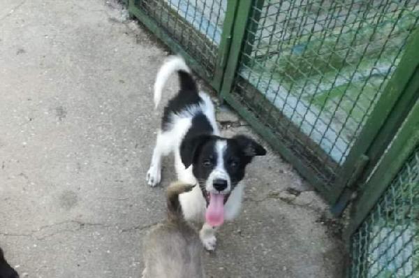 Conan,  Taglia Piccola!