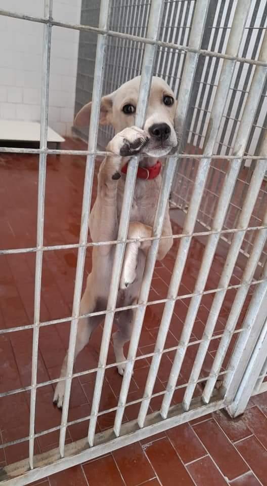 Billy! ( Sarà Sui 15Kg)