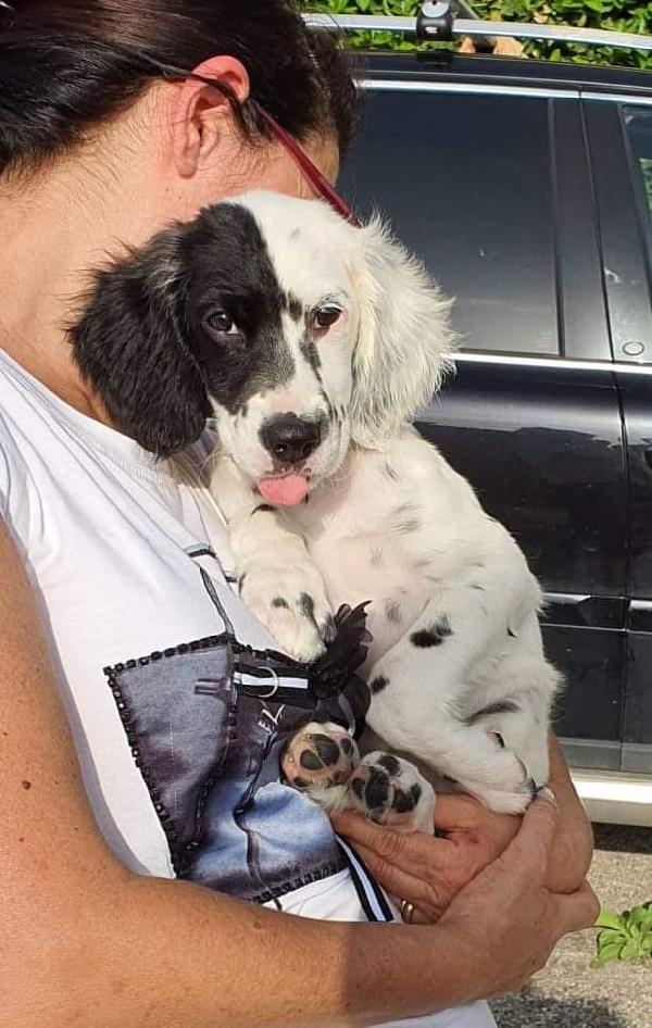 Pandora, Setter Inglese!