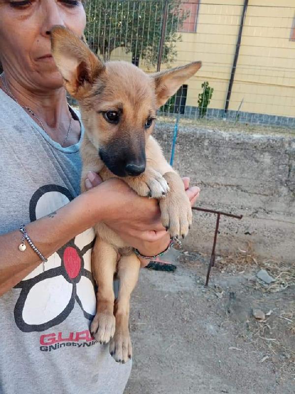 Mandy, Simil Pastorina! ( Sarà Sui 15/16Kg)