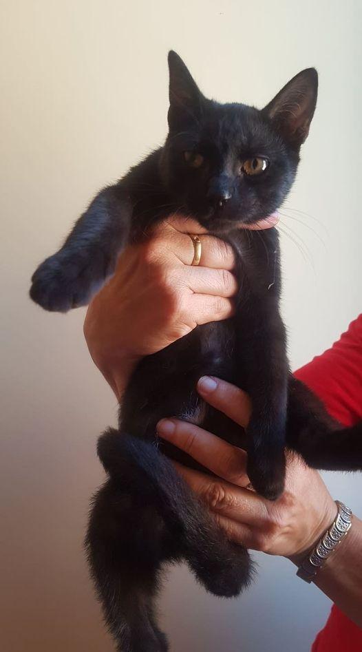 Pallina, Bellissima Cucciola Cerca Una Famiglia