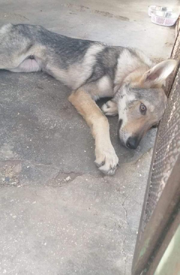 Logan, Lupo Cecoslovacco! (5 Mesi)