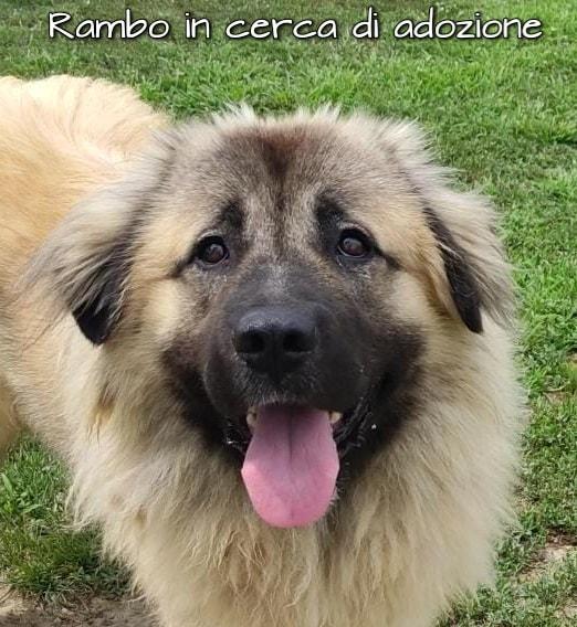 Rambo Pastore Del Caucaso In Adozione