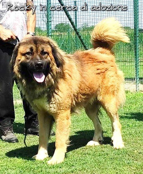 Rocky Pastore Del Caucaso In Adozione