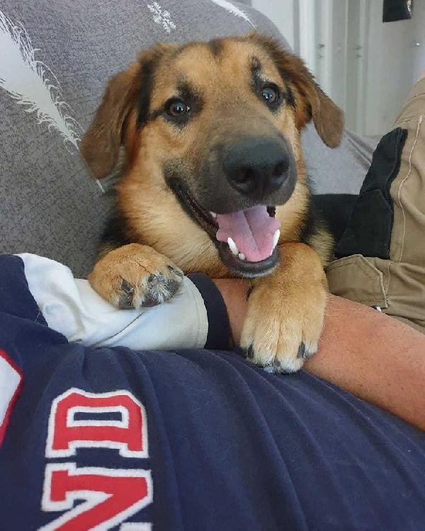 Chumby, Pastore Tedesco!