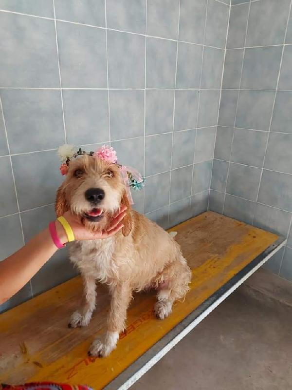 Olga, Segugia Vandeana! (4 Anni)