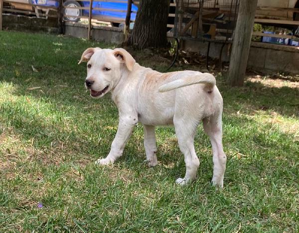 Bellissima Mix Pitbull 3 Mesi 