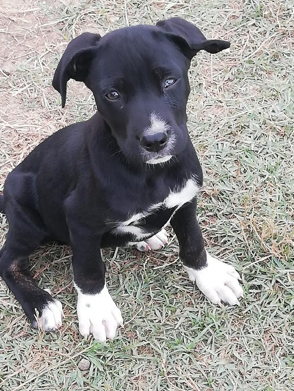 Speck: 3 Mesi Taglia Media 