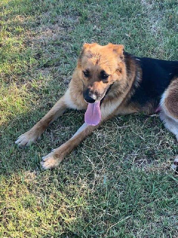 Attila, Simil Pastore Tedesco! (3 Anni)