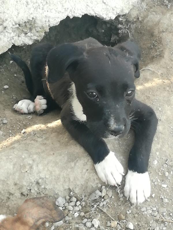  Duna: 3 Mesi Incrocio Pitbull Cerca Adozione O Stallo 