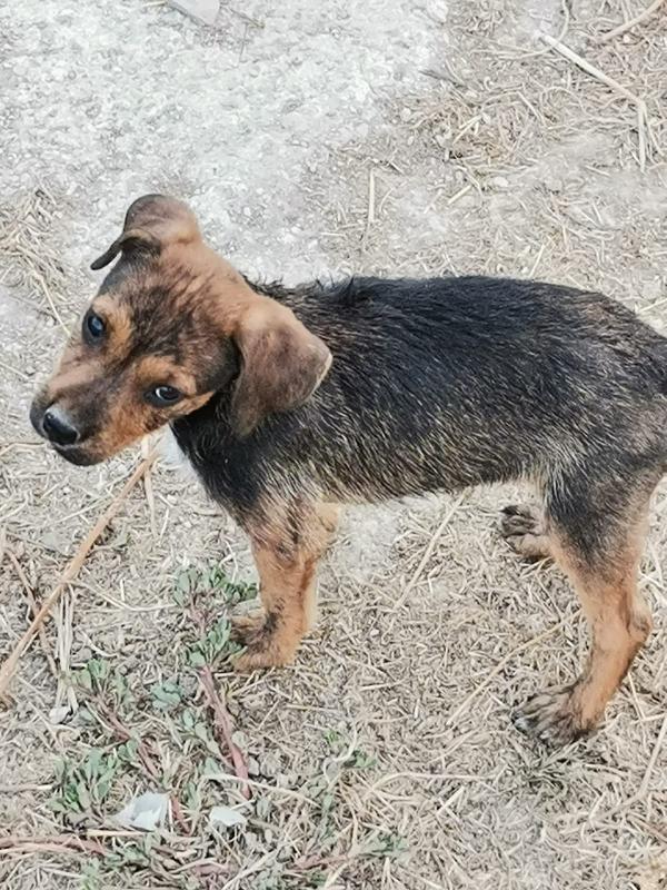  Uragano: Cucciolo Mix Molossino Cerca Adozione O Stallo 