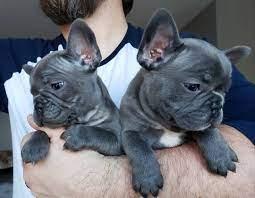 Splendidi cuccioli di bulldog francese grigio