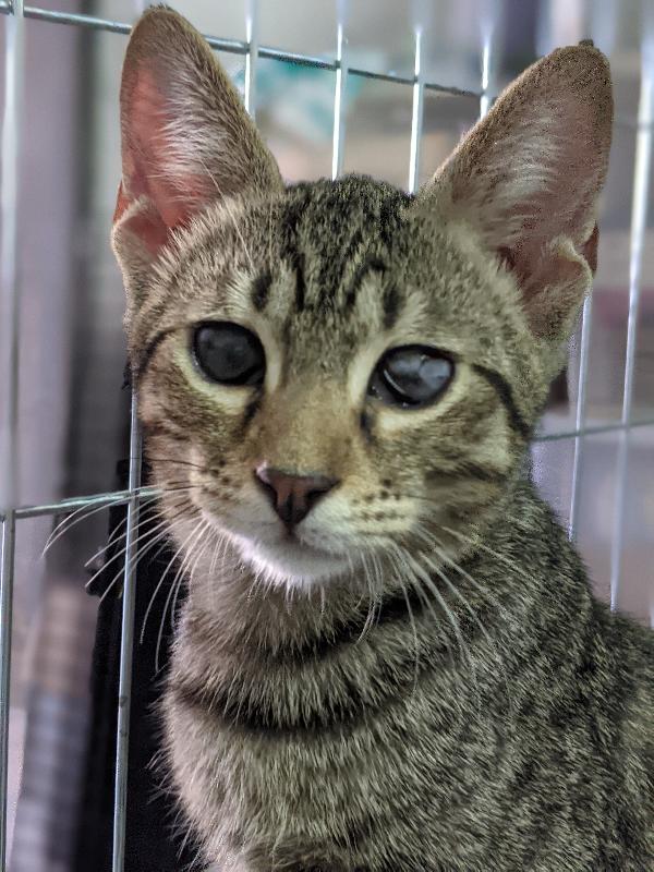 Adozione Del Cuore Per Miki E Minnie