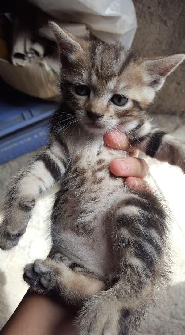 Il Piccolo Morgan Cerca Casa