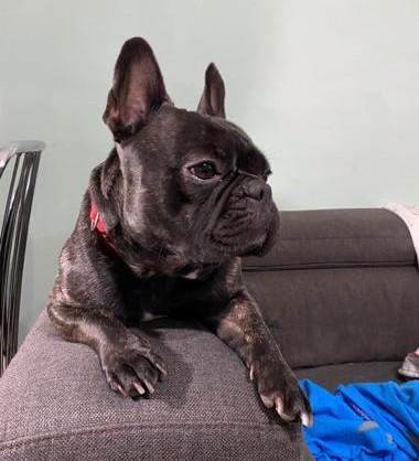 Mike Splendido Bulldog Francese Di 4 Anni 