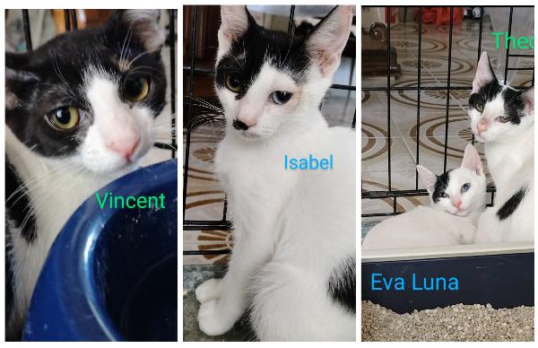 4 Fratellini Cercano Casa