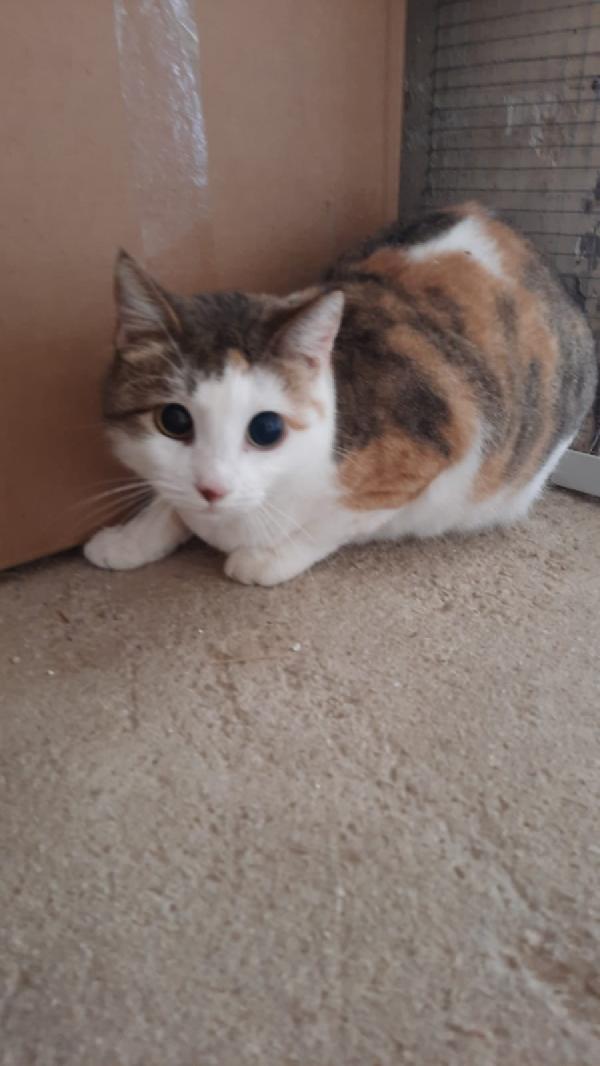  Gattina Non Vedente Adozione Del Cuore 