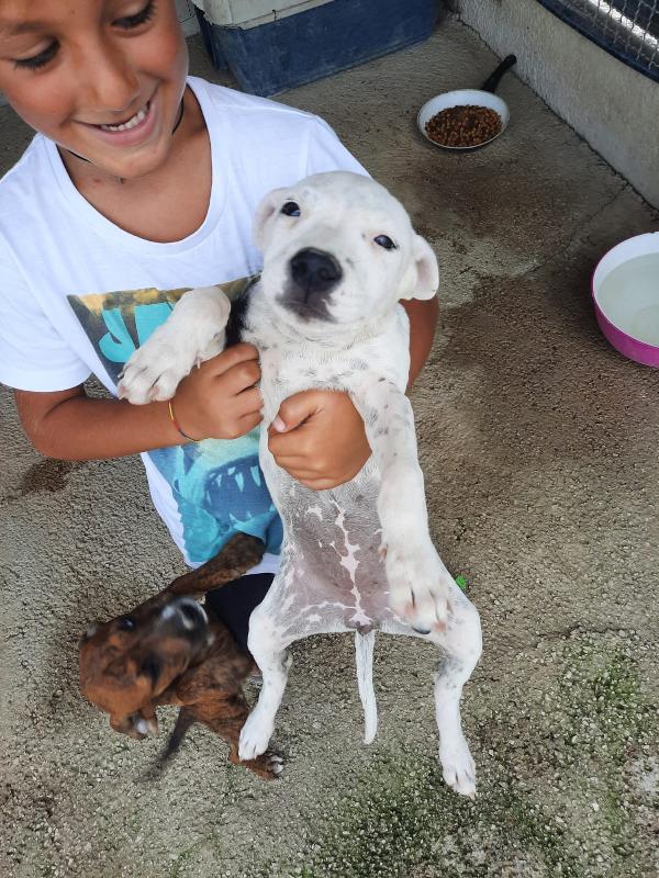  Palude: 3 Mesi Incrocio Pitbull 