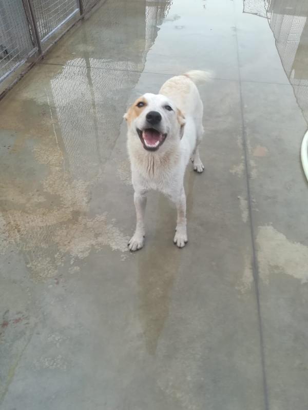 GEKY CUCCIOLA SIMIL LABRADOR DI 10 MESI Foto 6