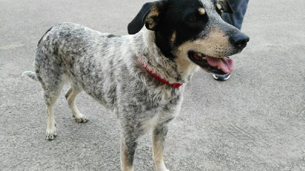 Lulú: 4 Anni, Taglia Media 