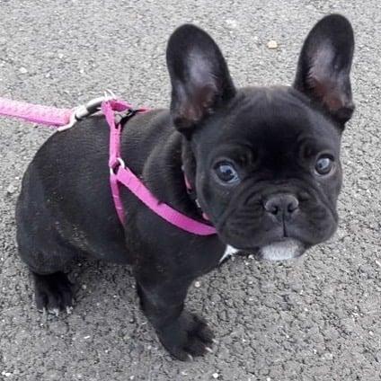 bulldog francese in adozione