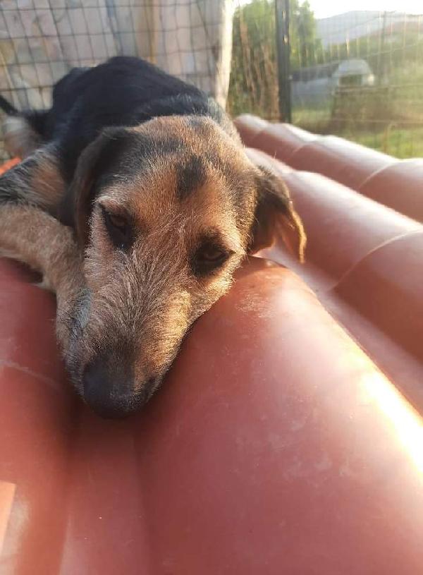 Nelson, Taglia Media! (6-7 Mesi)