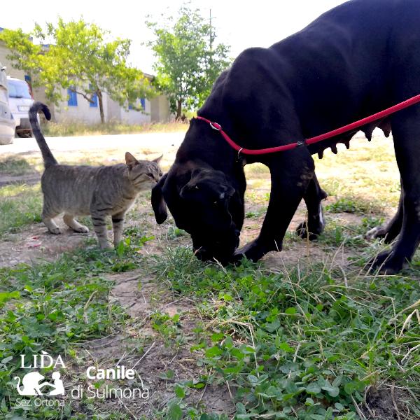Ami Maestoso Cane Corso