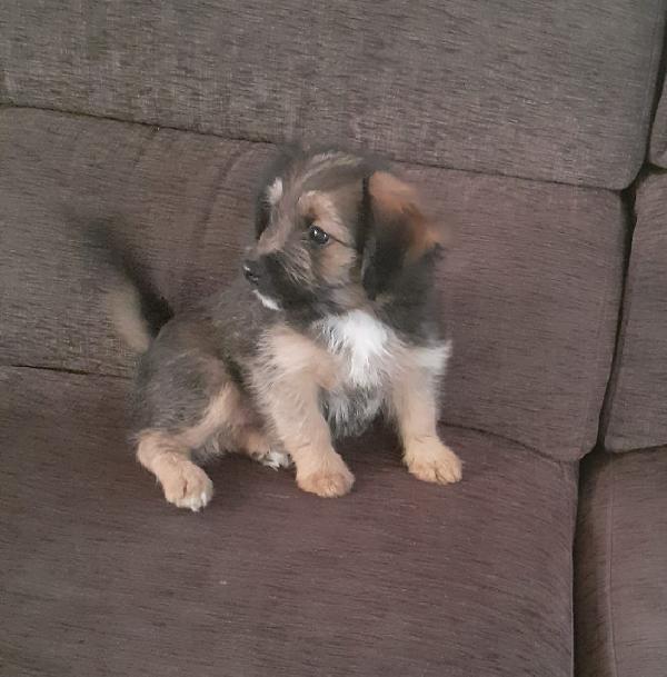 Kira: 2 Mesi Taglia Piccola 