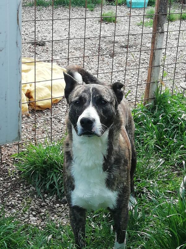  Kira: Pastore Olandese Equilibrata E Dolce Con Tutti 