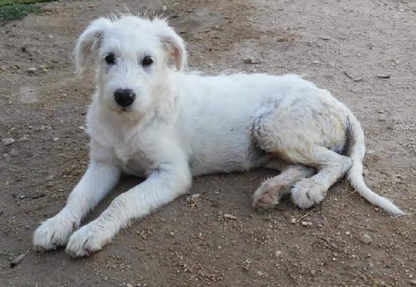  Aisha: Splendida Cucciola Simil Maremmanina 