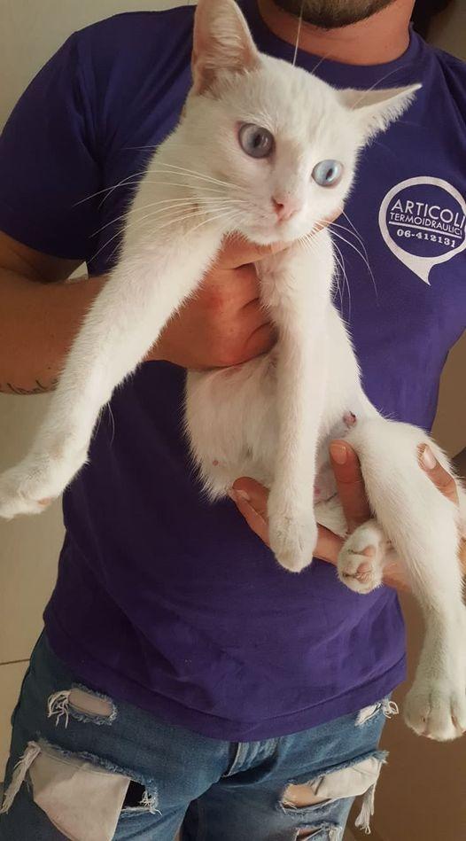 Besciamella Bellissima Gattina Bianca Cerca Casa