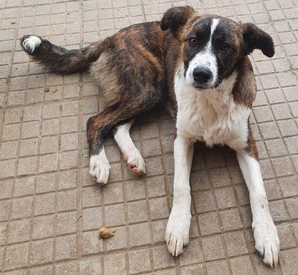  Annalise: Cucciolona Bellissima Socievole Taglia Media 