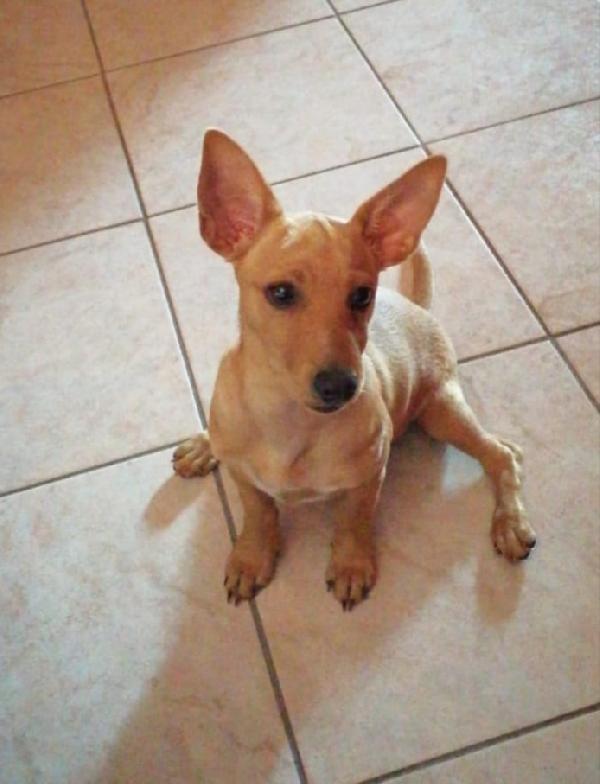 Lola: Cucciola Taglia Piccola Cerca Nuova Famiglia 