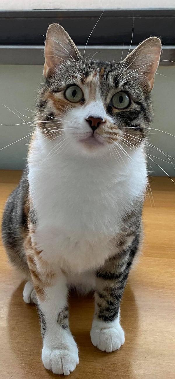 Lady Micia Dolcissima Cerca Casa