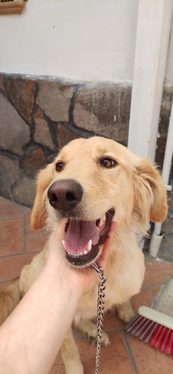 Cucciolona Bellissima Simil Mix Golden Socievole Con Tutti 