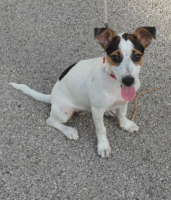 Mirtilla: 4 Mesi Taglia Piccola 