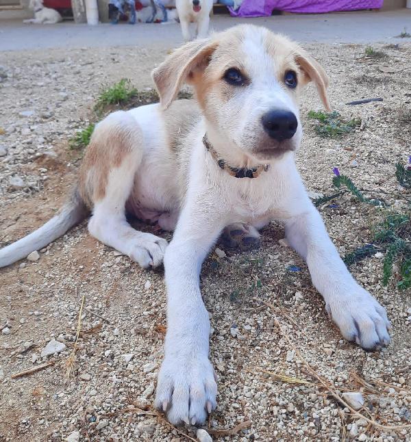  Luca: 4 Mesi Taglia Media 