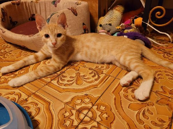  Tom: 4 Mesi Socievole E Giocherellone 