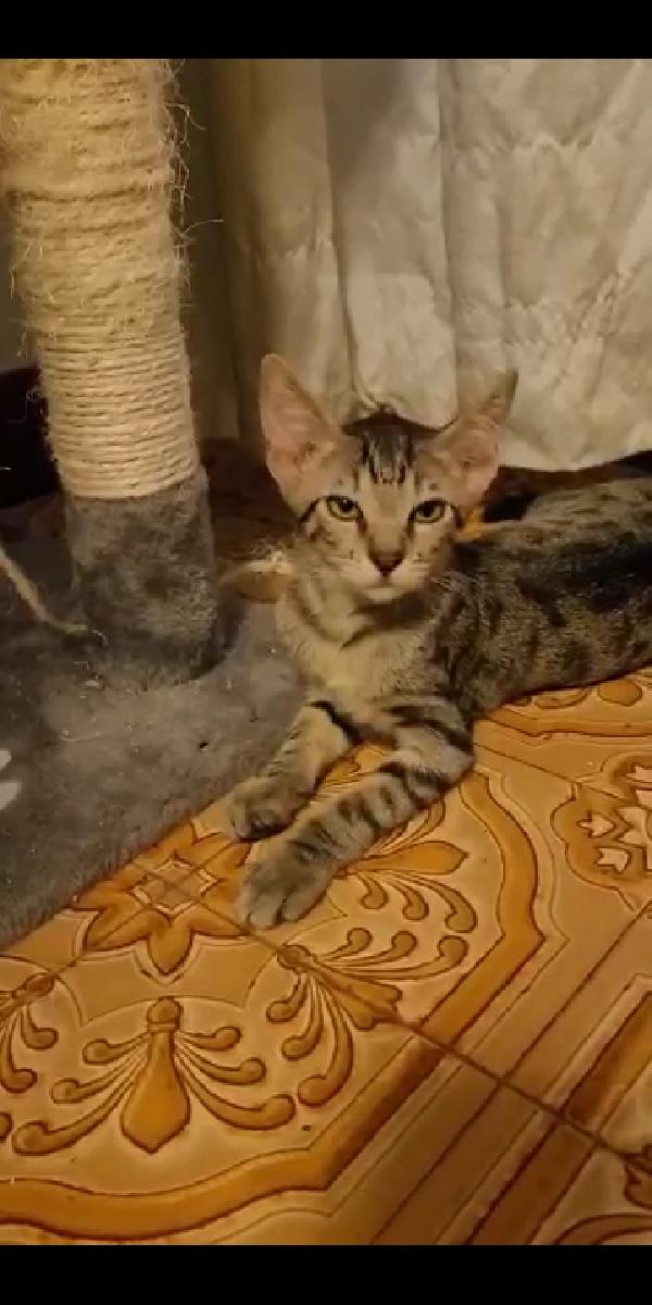 Micini Tigratini Timidini 3 Mesi 