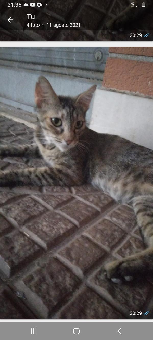 Gattina cucciolo Foto 2