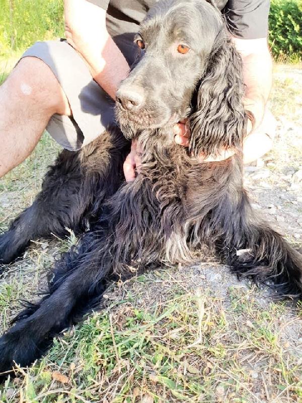 Dolce Setterina Nanì Cerca Casa 
