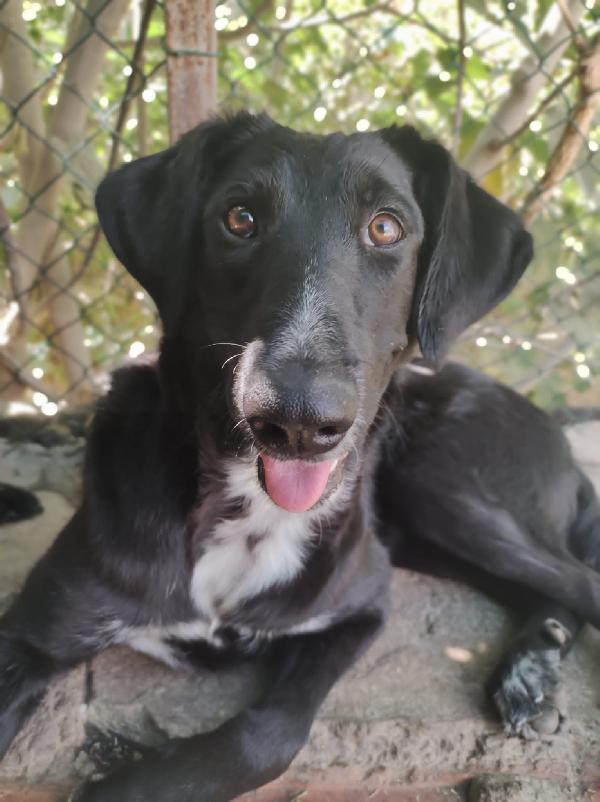 Nessuno Chiede Di Loro, Finiranno In Canile 