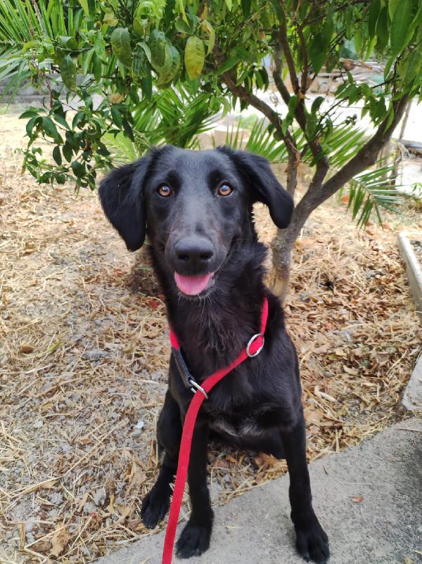 Nessuno chiede di loro, finiranno in canile  Foto 2