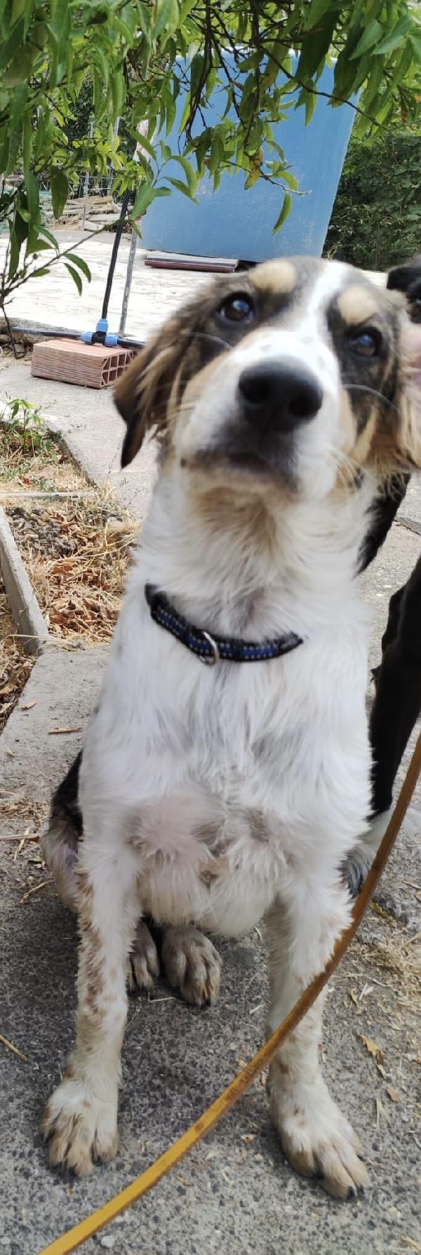 È rimasto solo, sua sorella è partita, Lupin a breve finirà in canile Foto 2