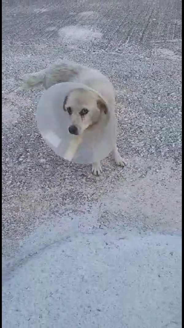 Cercasi Adozione Del Cuore Per Nonna Bianca 