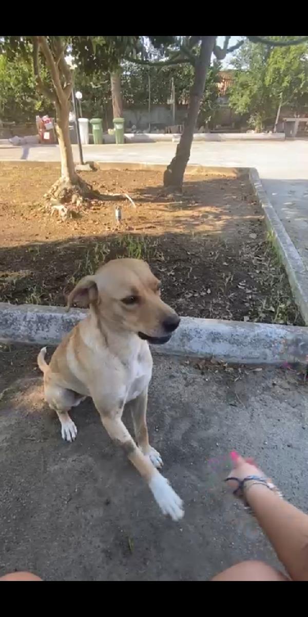  Laila: Cucciolona Taglia Media 