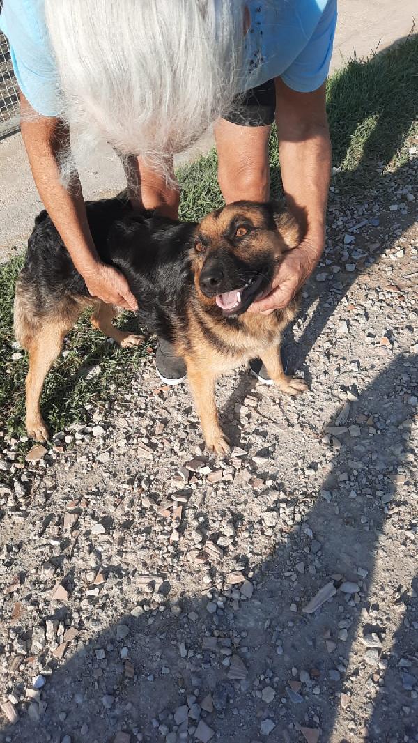  Misty: Cucciolona Socievole E Dolce Con Tutti 