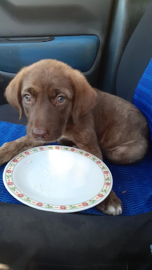 Cucciola Occhi Chiari Taglia Media 