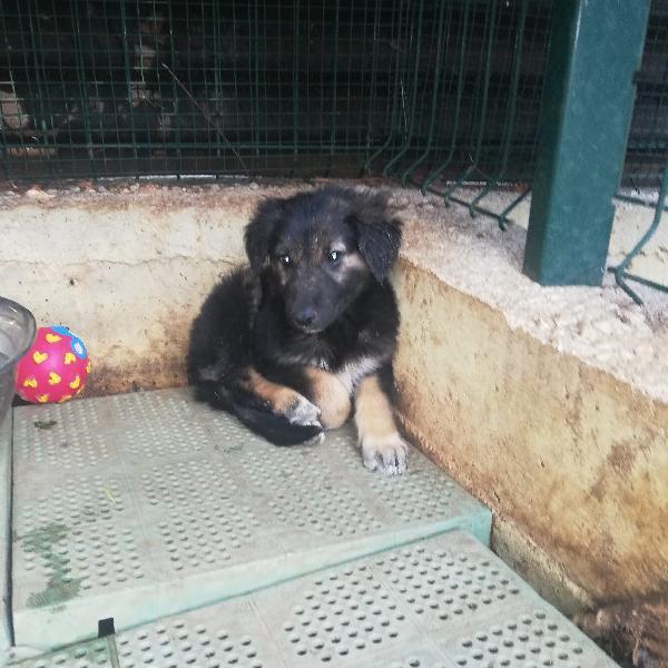 Giusy Simil Pastorina Cerca Casa 